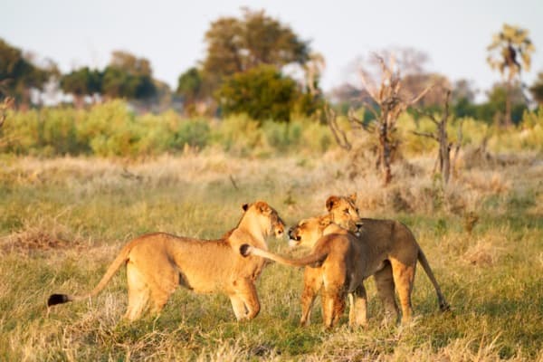 Africa