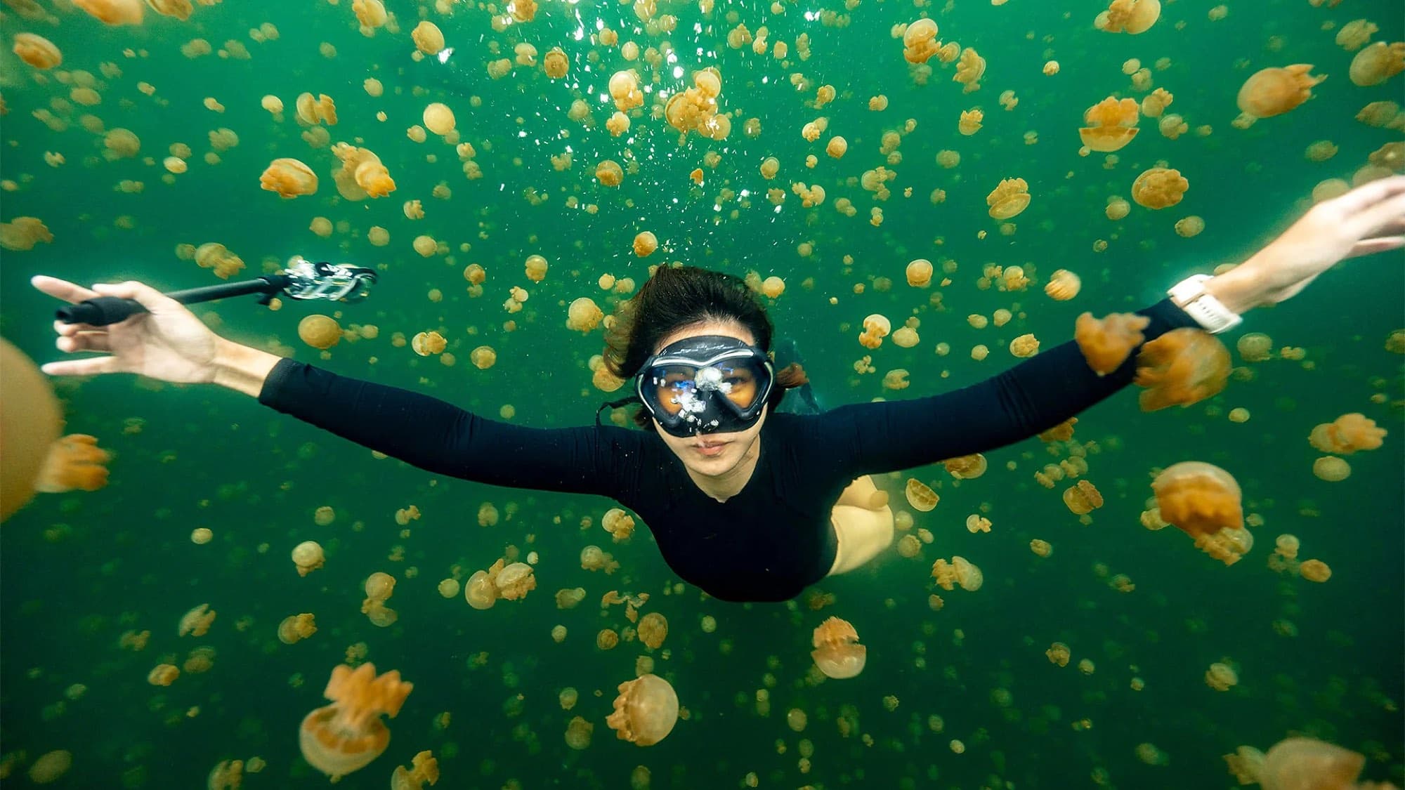 A diver among golden jellyfish