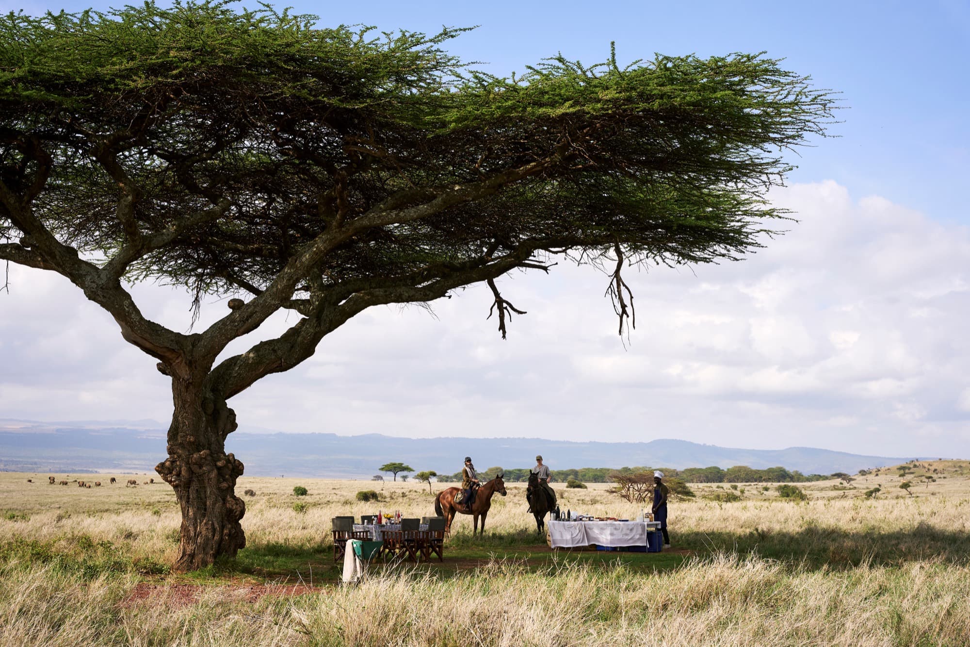 A bush breakfast laid out under an acacia tree on the savanna, with two riders on horseback